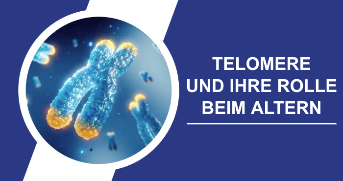 Telomere und Altern Titelbild